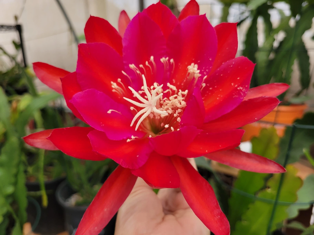 Epiphyllum Burning Dream Cuttings (Unrooted) 8–10" – Orchid Cactus