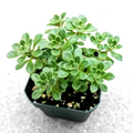 Aeonium Irish Bouquet – Live 2" Aeonium lindleyi var. viscatum Succulent in 2" Pot