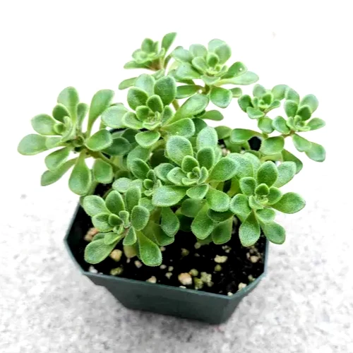 Aeonium Irish Bouquet – Live 2" Aeonium lindleyi var. viscatum Succulent in 2" Pot