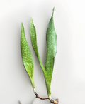 Snake Plant Rooted Set (Dracaena trifasciata) - Ready to Pot, Rooted Segments