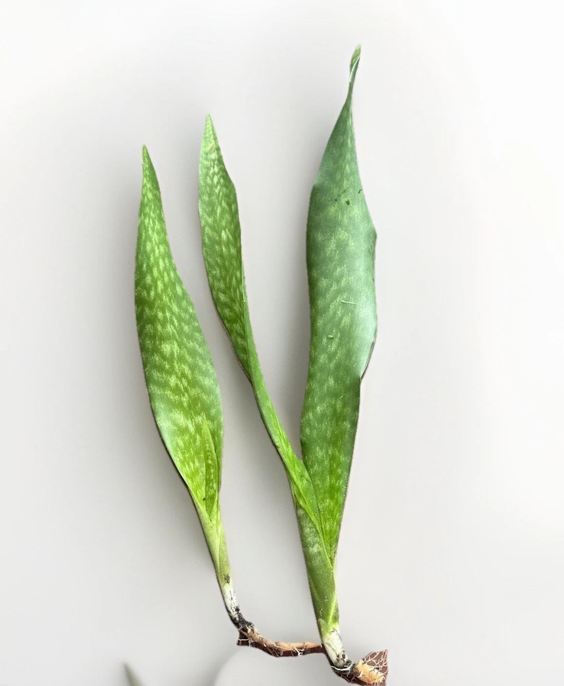 Snake Plant Rooted Set (Dracaena trifasciata) - Ready to Pot, Rooted Segments