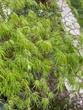 Japanese Dwarf Maple Tree Cuttings - 6 Fresh 6-Inch Cuttings for Rooting and Grafting