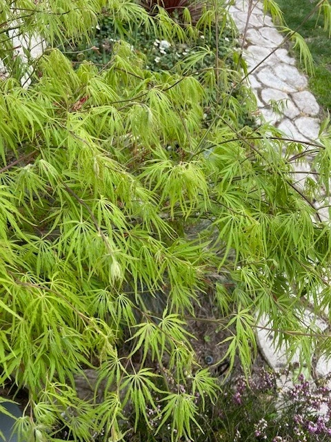 Japanese Dwarf Maple Tree Cuttings - 6 Fresh 6-Inch Cuttings for Rooting and Grafting