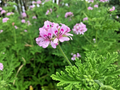 Citronella Pelargonium Cuttings – 3 Lemon-Scented Geranium Stems | Pink Flowers | Live Starter