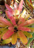 Neoregelia 'Super Fireball' Bromeliad – Live Plant, Compact Red Bromeliad for Pots & Gardens