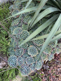 Echeveria secunda Cuttings - 5 Piece Pack, 3-Inch Rosette Succulents