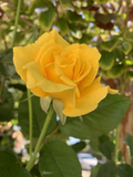 Radiant Perfume Rose - 5 Unrooted Cuttings, Yellow Fragrant Garden Rose Propagation Set
