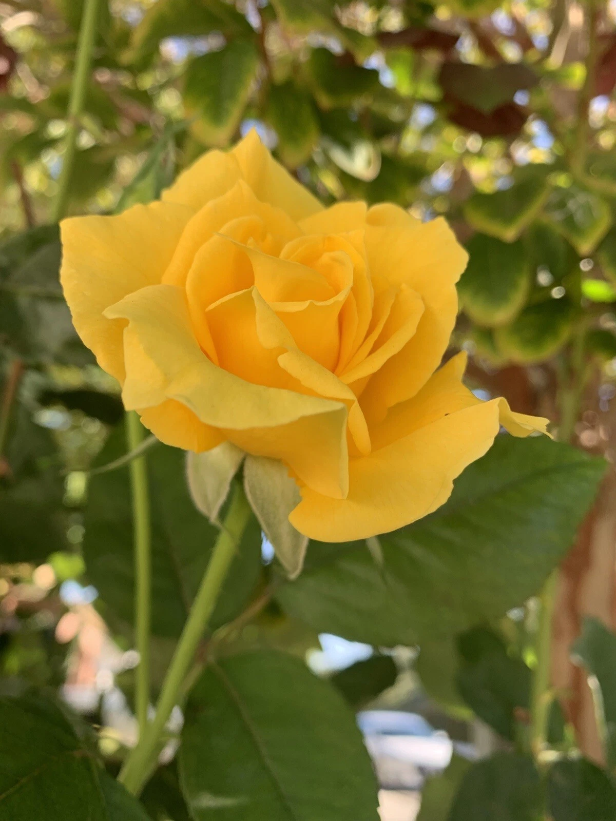 Radiant Perfume Rose - 5 Unrooted Cuttings, Yellow Fragrant Garden Rose Propagation Set