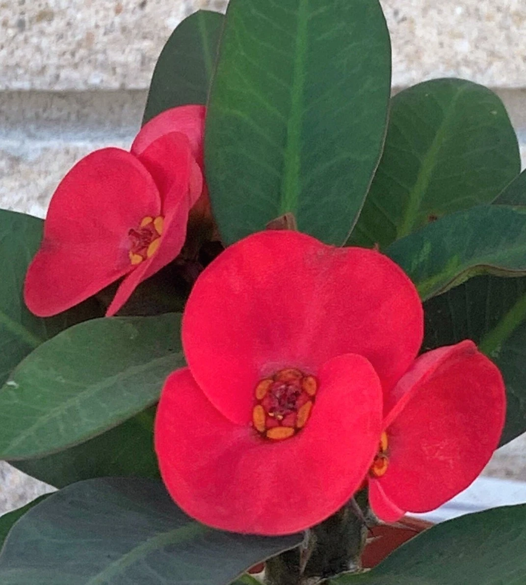 Scarlet Crown of Thorns Cutting (Euphorbia milii) - Unrooted Fresh Cut