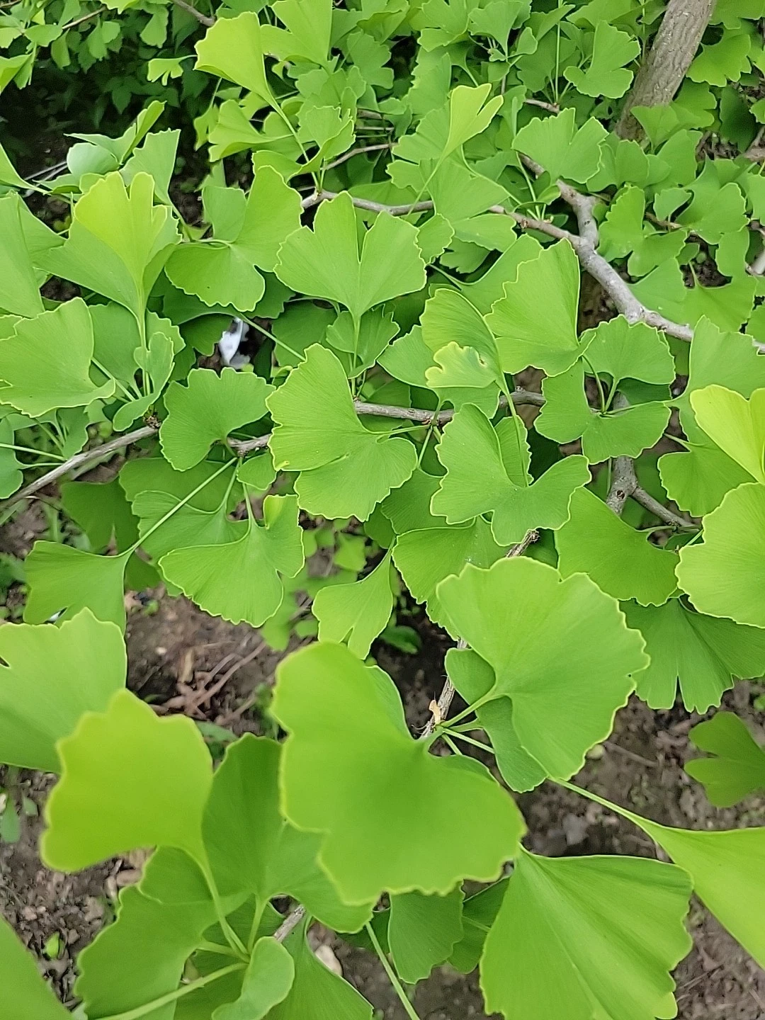 Ginkgo Biloba Fresh Leaves - 150 Leaves for Resin Art, Pressing & Crafts