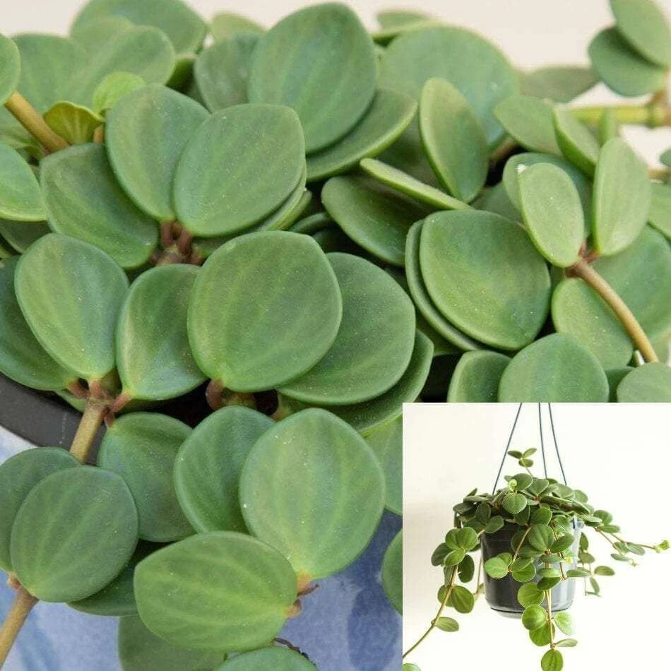 Peperomia Hope Cuttings - 15 Unrooted 6" Stems for Trailing Houseplant
