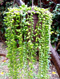 String of Pearls Cuttings (Curio rowleyanus) – Lot of 30 Unrooted Cuttings for Hanging Succulents