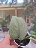 Scindapsus Platinum Java Silver Hero Rooted Plant in 2.5" Pot