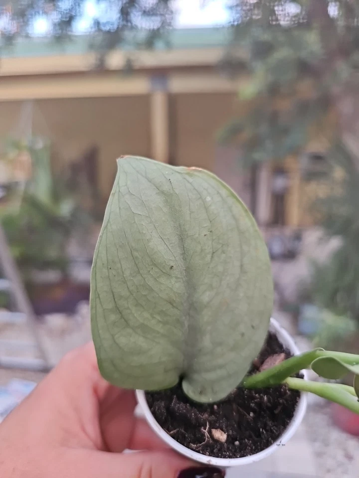 Scindapsus Platinum Java Silver Hero Rooted Plant in 2.5" Pot
