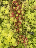 Sedum Angelina Cuttings 9 pcs - Bare-root Golden Stonecrop Starter, Hardy Ground Cover