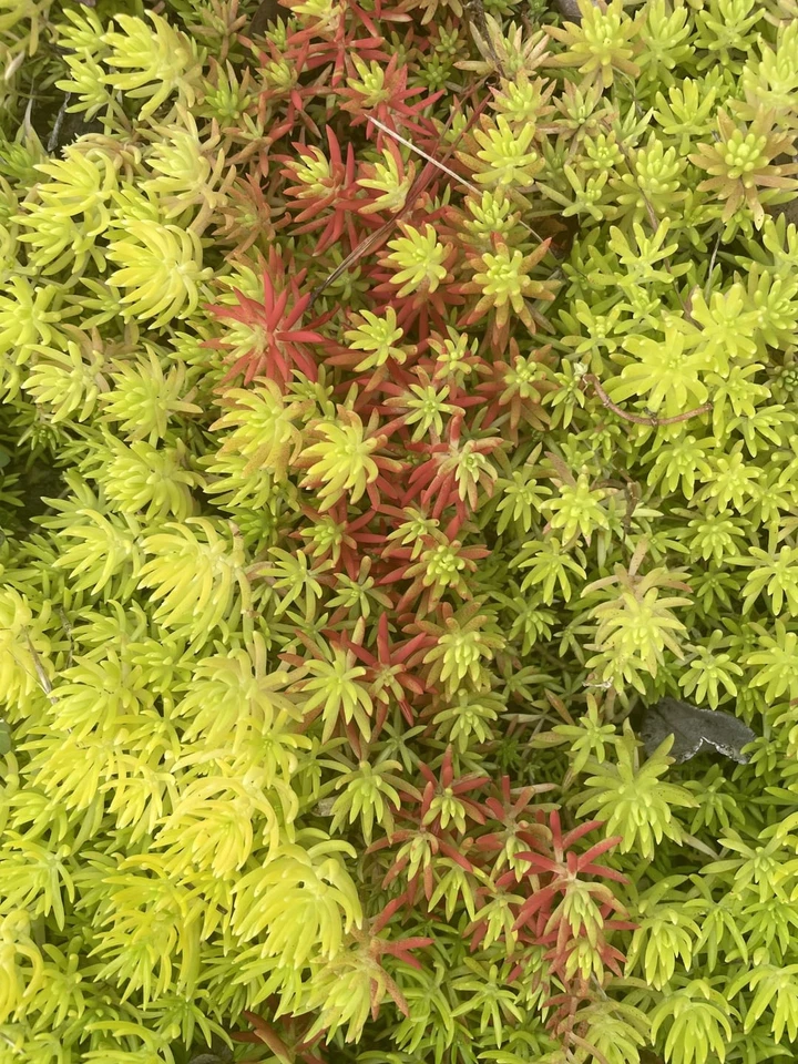 Sedum Angelina Cuttings 9 pcs - Bare-root Golden Stonecrop Starter, Hardy Ground Cover