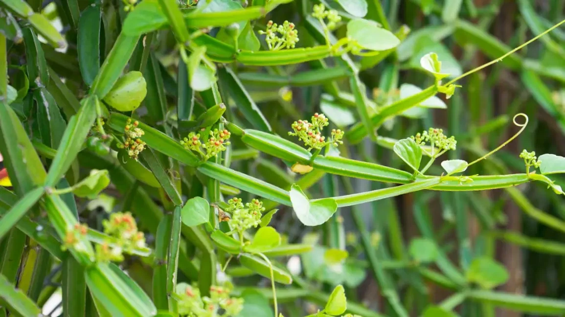 Cissus quadrangularis Cutting (Veldt Grape) - 12-Inch Unrooted Cutting