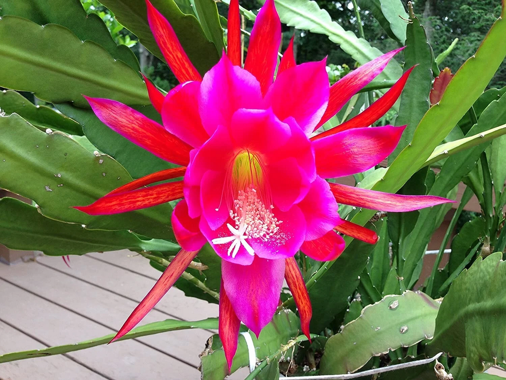 Rosy Swirl Epiphyllum Cuttings + Bonus - Orchid Cactus Starter Stems