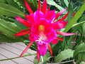 Rosy Swirl Epiphyllum Cuttings + Bonus - Orchid Cactus Starter Stems