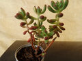 Sedum pachyphyllum Jelly Bean Plant Cuttings - 5 Fresh 4" Stems