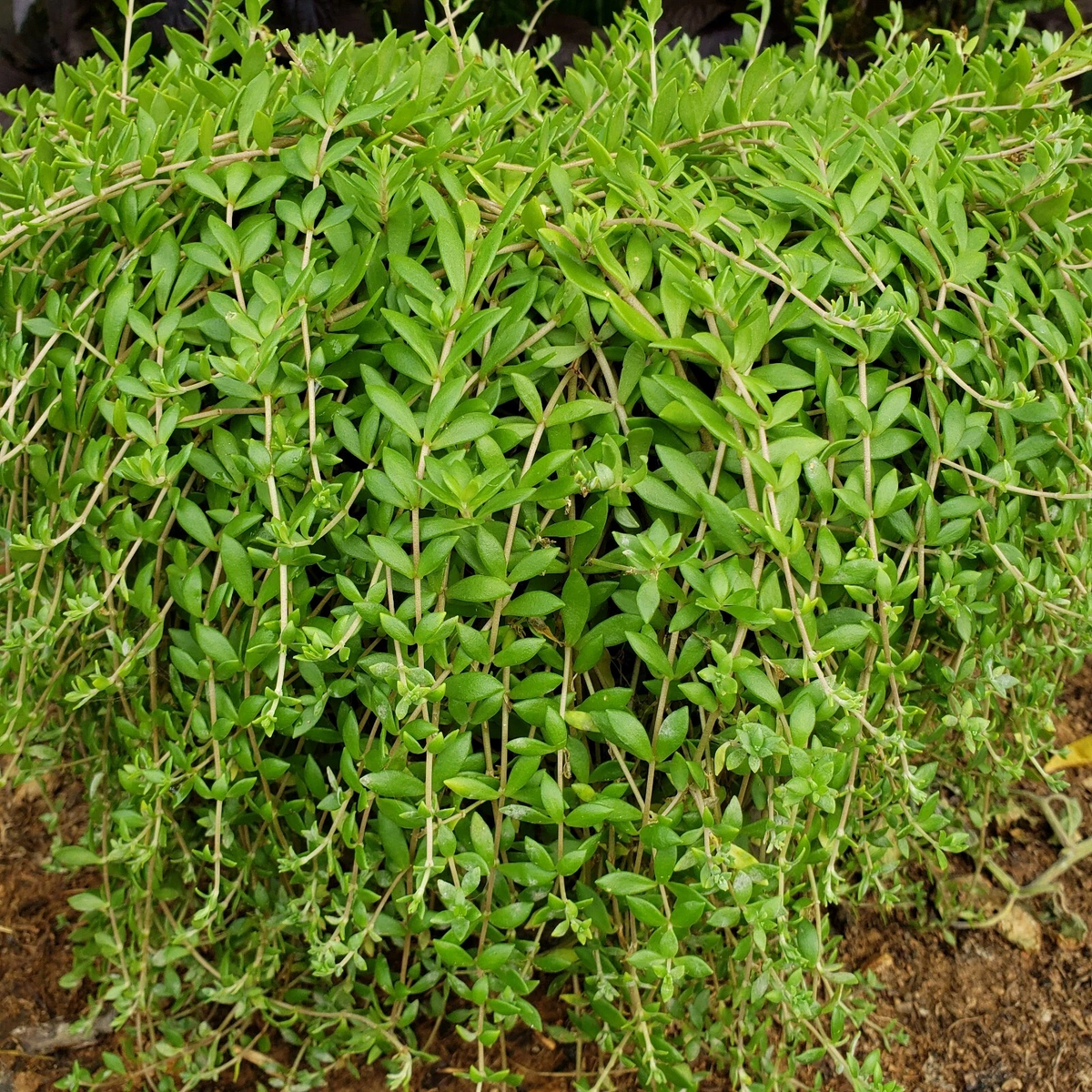 Sedum sarmentosum Cuttings – 50 Unrooted Creeping Perennial Groundcover