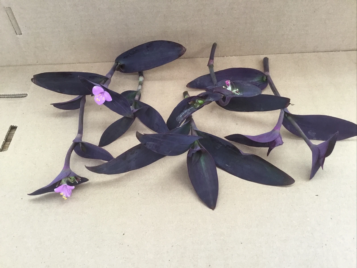 Purple Jade Plant Cuttings (Crassula ovata) - 6 Unrooted Purple Variety