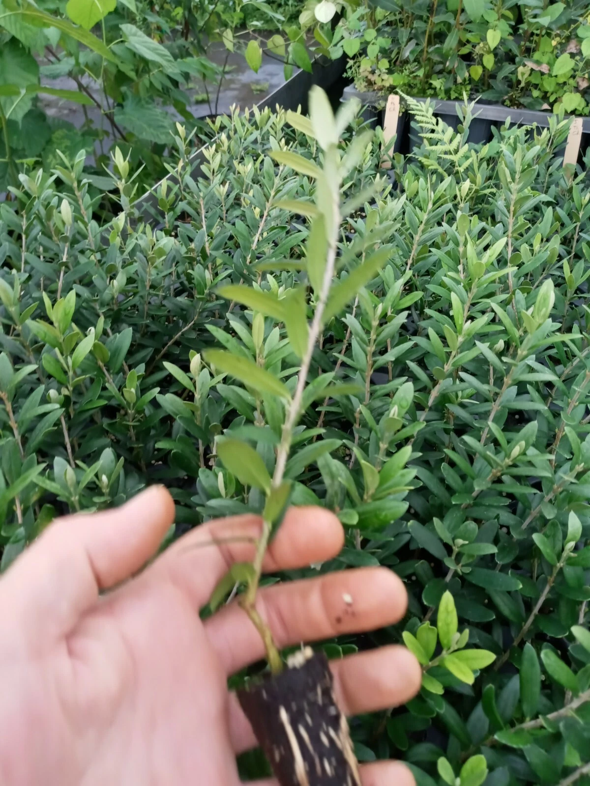 Arbequina Olive Tree Starter Plant – Olea europaea (Olea europaea ‘Arbequina’) Live Starter Plant