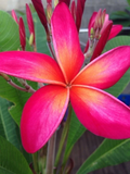 Kaneohe Sunset Plumeria Cutting 12–14” | Frangipani Single Tip