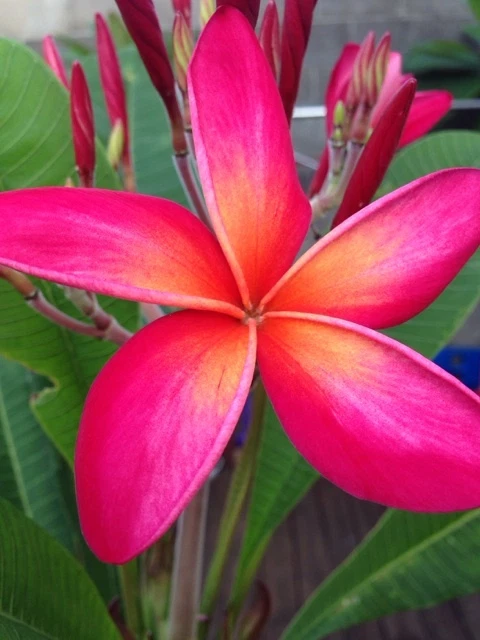 Kaneohe Sunset Plumeria Cutting 12–14” | Frangipani Single Tip