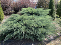 Grey Owl Juniper Cuttings – 10 Fresh 5–7 in Evergreen Stem Cuttings for Rooting