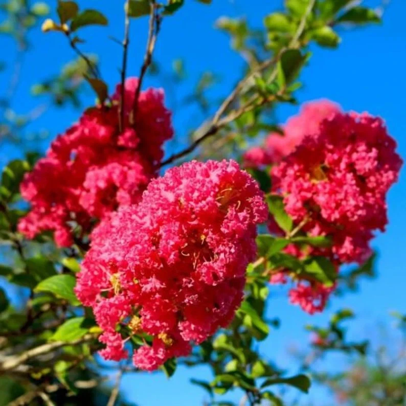 Crape Myrtle Cuttings – 8 Pack Deep Pink Heirloom Variety (Unrooted) Lagerstroemia indica
