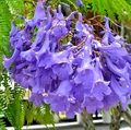 Blue Jacaranda Tree – 8-10" Live 1-Year-Old Starter Plant Jacaranda mimosifolia