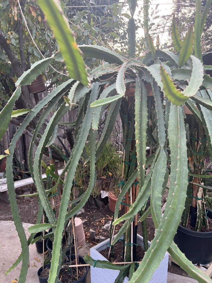 Yellow Dragon Fruit Palora Cutting (Hylocereus megalanthus) 8–12" – Unrooted Live Cactus Cutting
