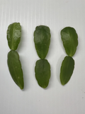 White Easter Cactus Cuttings (Spring Sunrise) – 3 Live Rhipsalidopsis Hatiora Cuttings