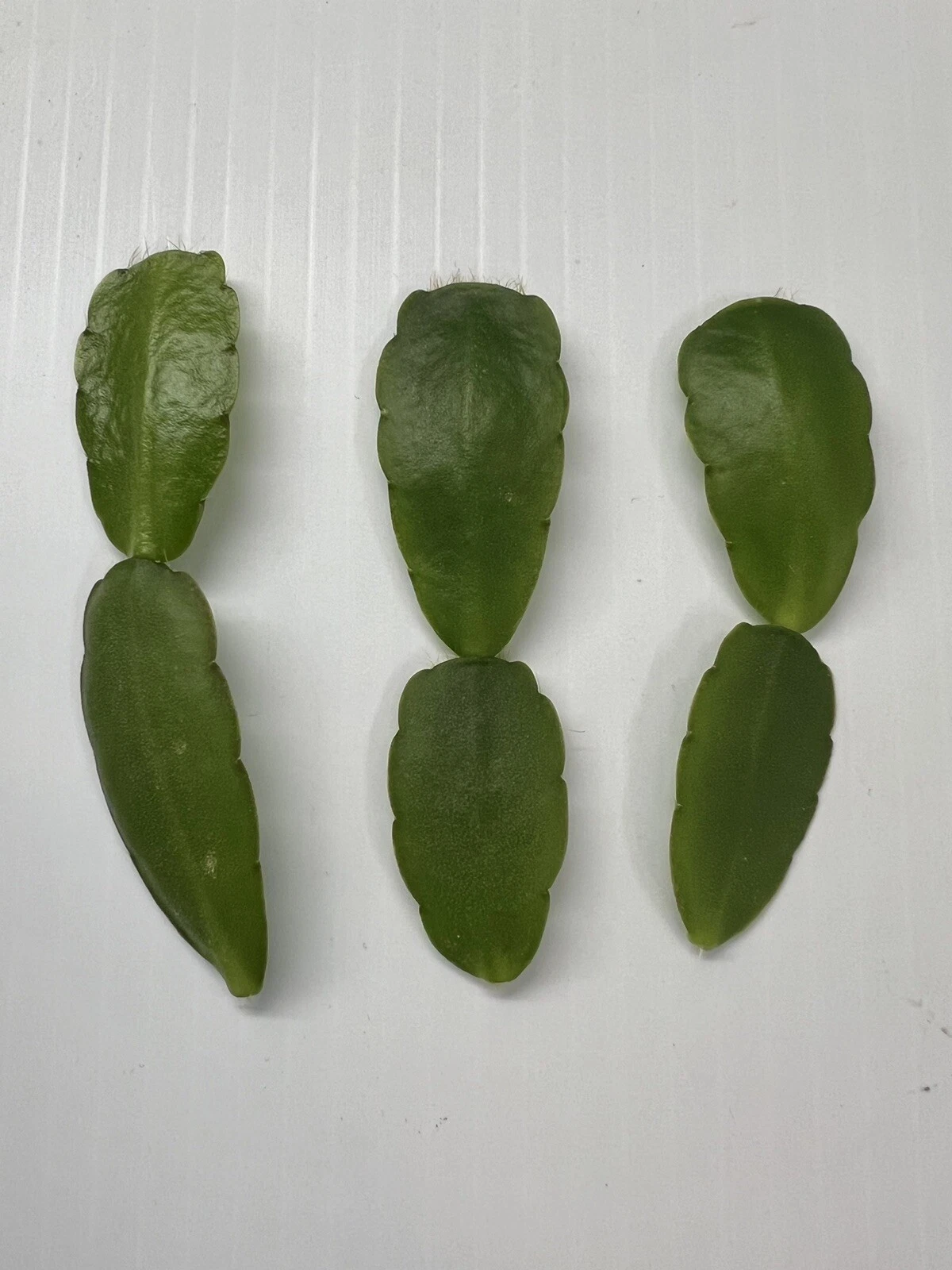 White Easter Cactus Cuttings (Spring Sunrise) – 3 Live Rhipsalidopsis Hatiora Cuttings