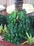 Philodendron Burle Marx Cutting – Unrooted Stem Cutting for Easy Propagation