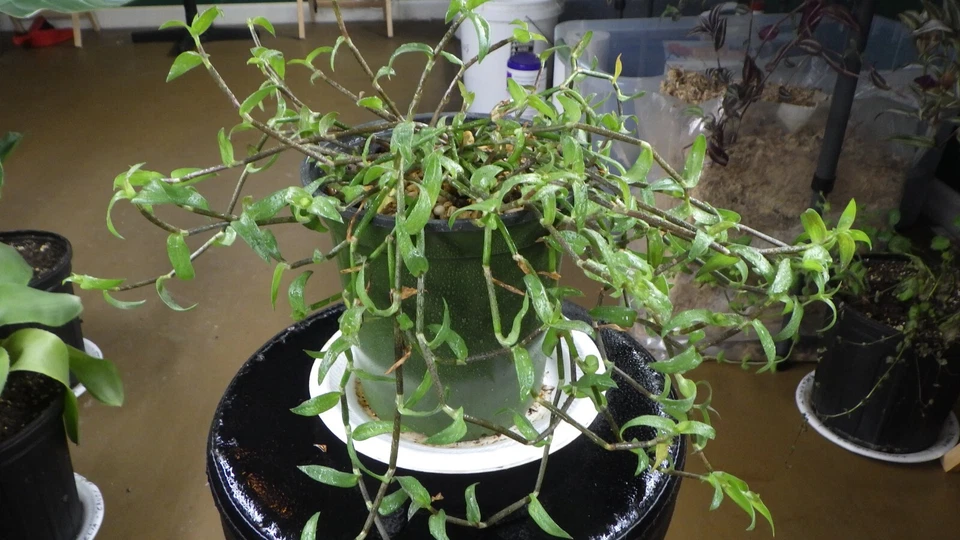 Callisia micrantha Cuttings - Trailing Inch Plant, Fresh Stem Cuttings for Propagation
