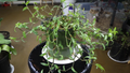 Callisia micrantha Cuttings - Trailing Inch Plant, Fresh Stem Cuttings for Propagation