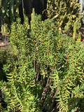 Crassula tetragona Mini Pine Tree Cuttings – 7 Fresh 5–8 in Live Cuttings
