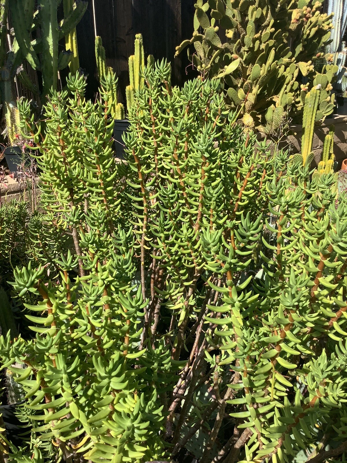 Crassula tetragona Mini Pine Tree Cuttings – 7 Fresh 5–8 in Live Cuttings