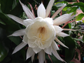 Queen of the Night Epiphyllum Oxypetalum Cuttings – 2 Unrooted Live Stems