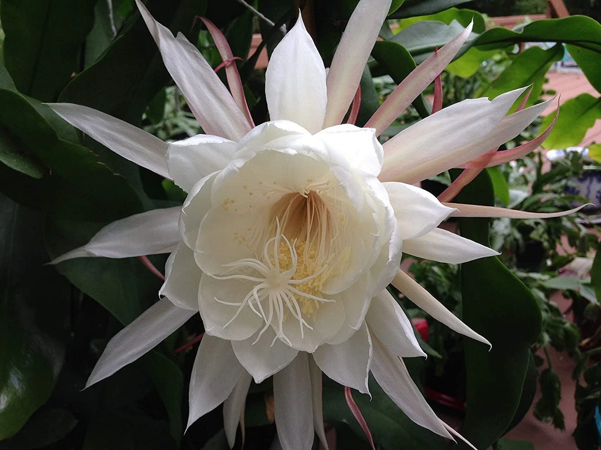Queen of the Night Epiphyllum Oxypetalum Cuttings – 2 Unrooted Live Stems