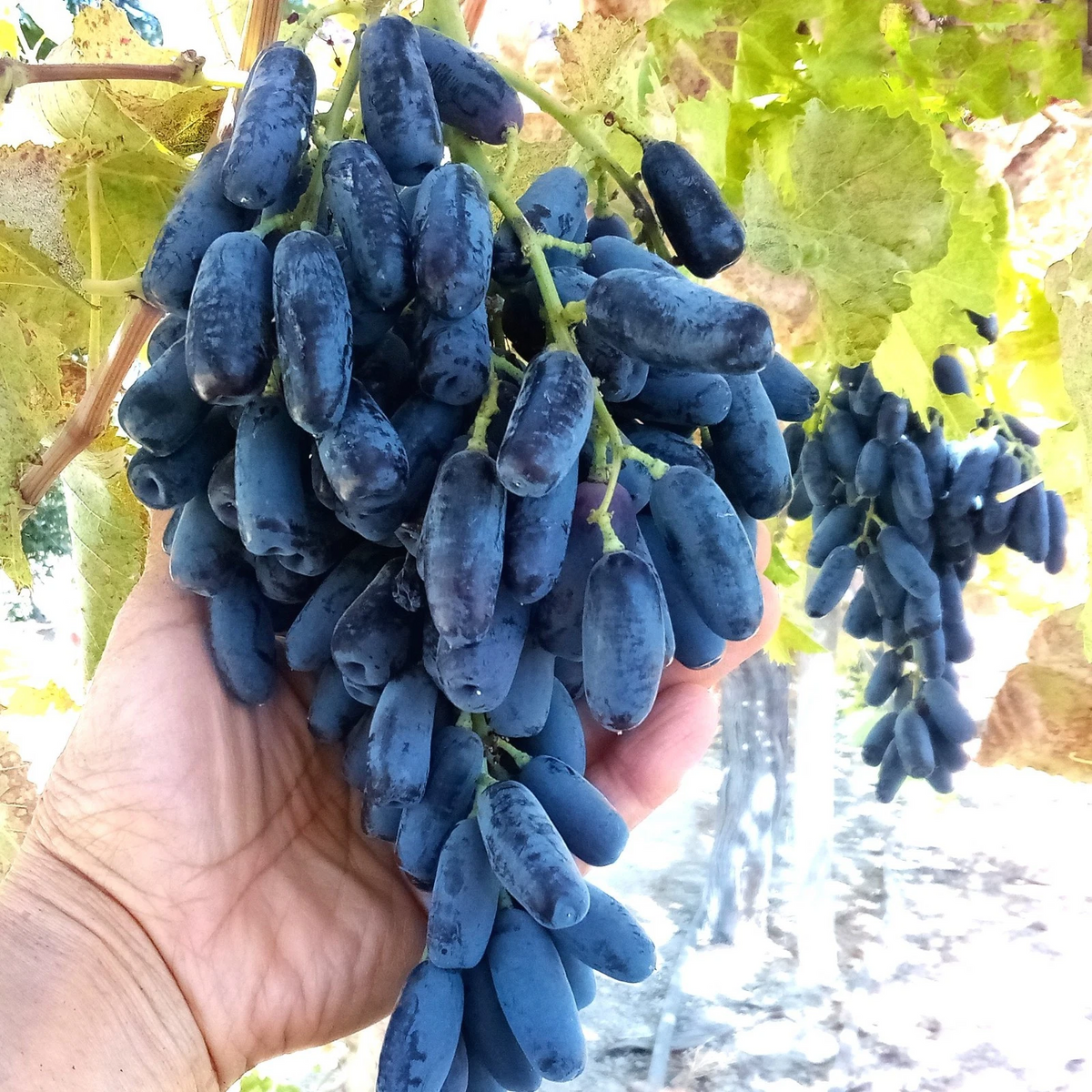 Lady Finger Grape Vine Cuttings (Moon Drop Type) – 5 Unrooted 6–8" Cuttings