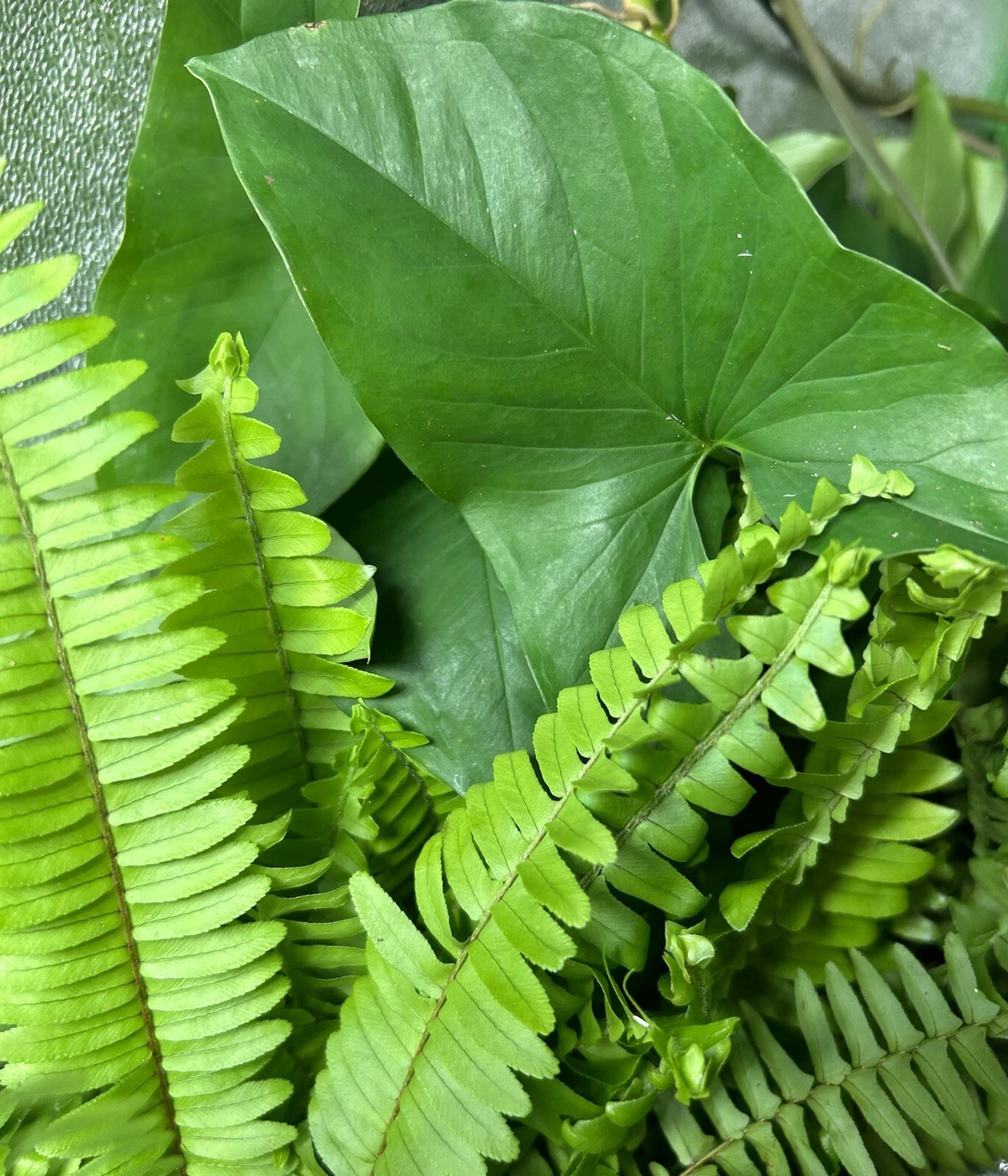 20 Rooted Cuttings Mix – Ferns & Arrowhead Plants (Syngonium) Indoor Foliage