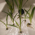 Green Spider Plant Pups - 4 Rooted Chlorophytum comosum Cuttings (Non-Variegated) Indoor Houseplant