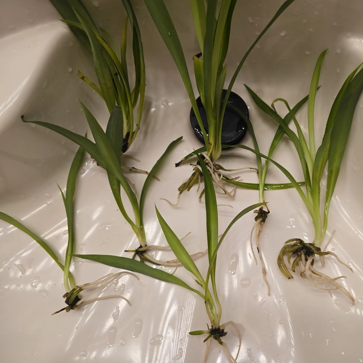 Green Spider Plant Pups - 4 Rooted Chlorophytum comosum Cuttings (Non-Variegated) Indoor Houseplant