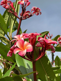 Pink Plumeria Cutting – 3 Unrooted 10-Inch Single-Head Cuttings (Frangipani) for Tropical Growing