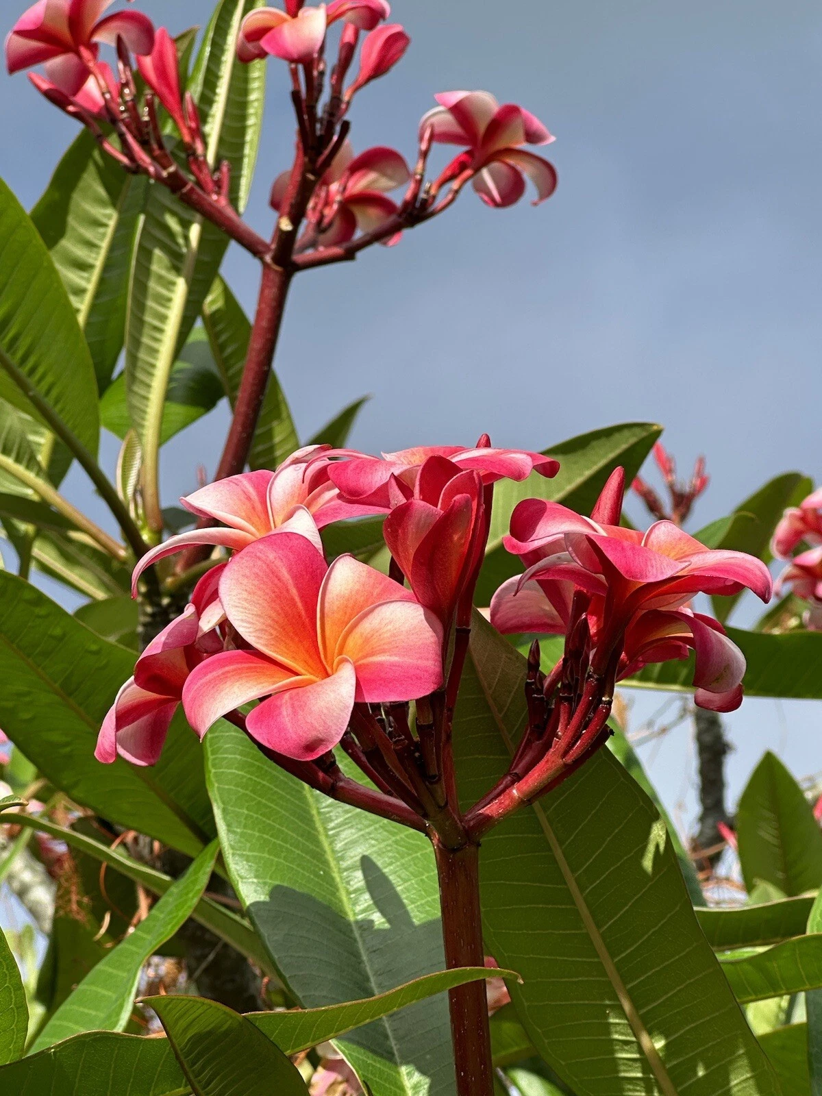 Pink Plumeria Cutting – 3 Unrooted 10-Inch Single-Head Cuttings (Frangipani) for Tropical Growing