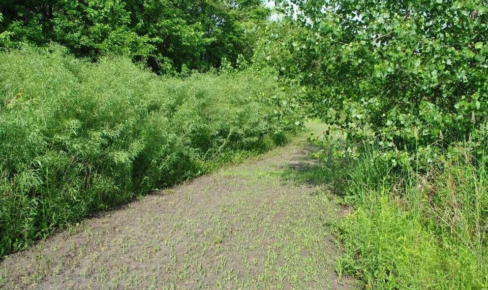 100 Austree Hybrid Willow Cuttings (Salix) - Unrooted Cuttings for Privacy Hedge, Windbreak, Fast-Growing