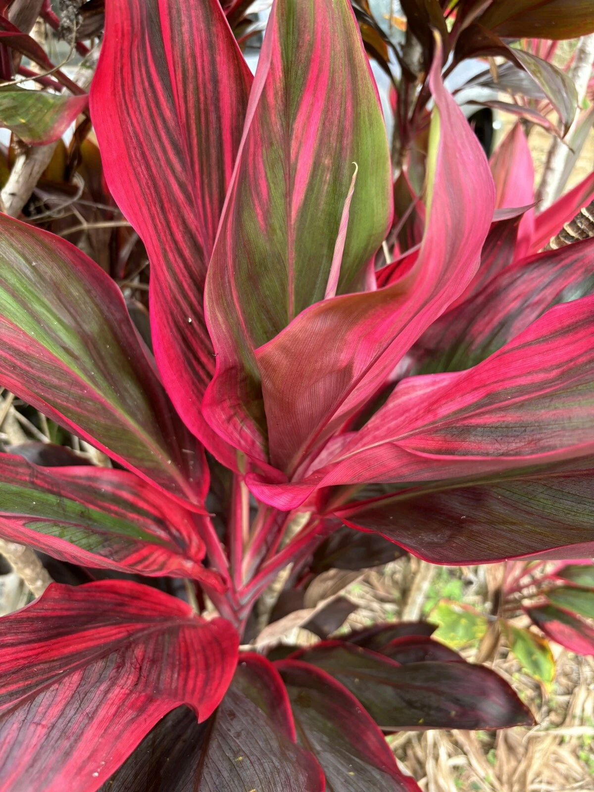 Hawaiian Ti Leaf Cuttings - 25 Unrooted 6-Inch Logs Cordyline fruticosa Mix